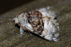 Colocasia coryli (Noctuidae)  - Noctuelle du Coudrier - Nut-tree Tussock Cote-d'Or [France] 14/07/2017 - 420m