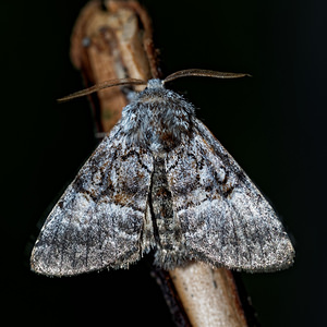 Colocasia coryli (Noctuidae)  - Noctuelle du Coudrier - Nut-tree Tussock Cote-d'Or [France] 14/07/2017 - 420m