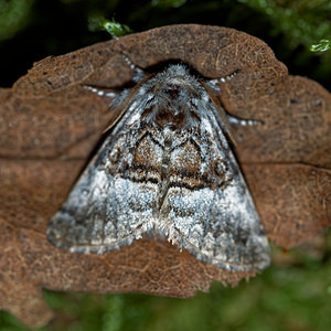 Colocasia coryli (Noctuidae)  - Noctuelle du Coudrier - Nut-tree Tussock Haute-Marne [France] 15/07/2017 - 400m