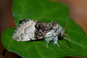 Colocasia coryli (Noctuidae)  - Noctuelle du Coudrier - Nut-tree Tussock Haute-Marne [France] 15/07/2017 - 400m