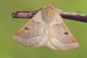 Crocallis elinguaria (Geometridae)  - Phalène de la Mancienne, Crocalle commune - Scalloped Oak Ain [France] 05/07/2017 - 800m