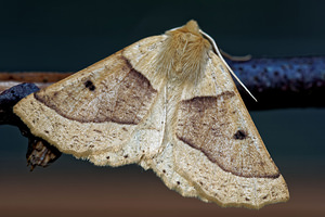 Crocallis elinguaria (Geometridae)  - Phalène de la Mancienne, Crocalle commune - Scalloped Oak Cote-d'Or [France] 14/07/2017 - 420m