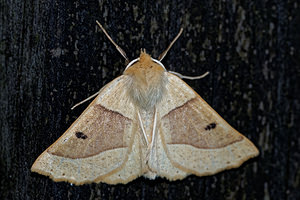 Crocallis elinguaria (Geometridae)  - Phalène de la Mancienne, Crocalle commune - Scalloped Oak Cote-d'Or [France] 14/07/2017 - 420m