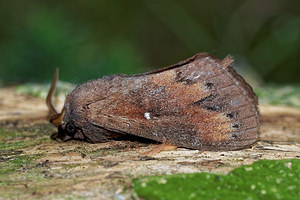 Dendrolimus pini (Lasiocampidae)  - Bombyx du Pin - Pine Tree Lappet Ardennes [France] 16/07/2017 - 160m