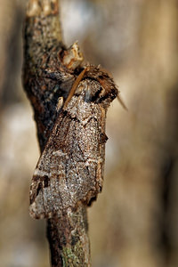 Drymonia obliterata (Notodontidae)  - Ardoisée Ain [France] 04/07/2017 - 800m