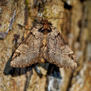 Drymonia obliterata (Notodontidae)  - Ardoisée Ain [France] 04/07/2017 - 800m