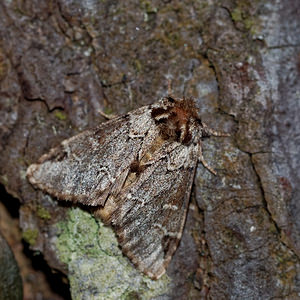 Drymonia obliterata (Notodontidae)  - Ardoisée Doubs [France] 12/07/2017 - 610m