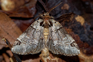 Drymonia obliterata (Notodontidae)  - Ardoisée Haute-Marne [France] 15/07/2017 - 400m