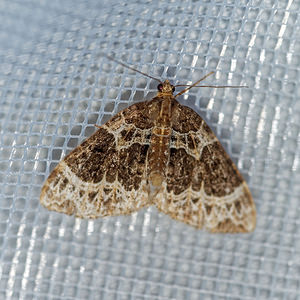 Ecliptopera silaceata (Geometridae)  - Cidarie ochracée - Small Phoenix Ain [France] 04/07/2017 - 680m