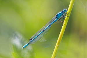 Enallagma cyathigerum (Coenagrionidae)  - Agrion porte-coupe - Common Blue Damselfly Jura [France] 03/07/2017 - 1130m