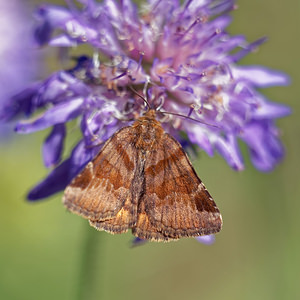 Euclidia glyphica (Erebidae)  - Doublure jaune - Burnet Companion Ain [France] 07/07/2017 - 790m