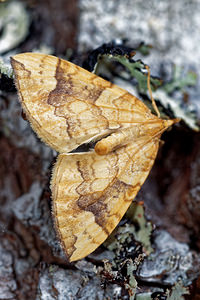 Eulithis populata (Geometridae)  - Cidarie du Peuplier - Northern Spinach Jura [France] 09/07/2017 - 1030m