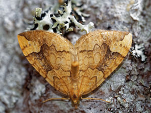 Eulithis populata (Geometridae)  - Cidarie du Peuplier - Northern Spinach Jura [France] 09/07/2017 - 1040m