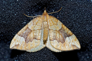 Eulithis populata (Geometridae)  - Cidarie du Peuplier - Northern Spinach Vosges [France] 13/07/2017 - 970m