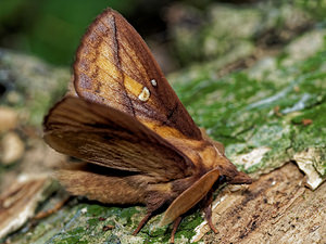 Euthrix potatoria (Lasiocampidae)  - Buveuse - Drinker Ardennes [France] 16/07/2017 - 160m