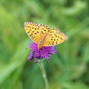 Fabriciana niobe (Nymphalidae)  - Chiffre - Niobe Fritillary Jura [France] 03/07/2017 - 1130m