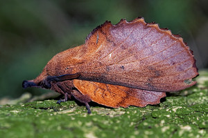 Gastropacha quercifolia (Lasiocampidae)  - Feuille-Morte du Chêne - Lappet Ardennes [France] 16/07/2017 - 160m