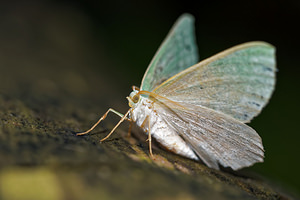 Geometra papilionaria (Geometridae)  - Grande Naïade, Papillonaire - Large Emerald Ain [France] 03/07/2017 - 810m