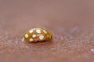 Halyzia sedecimguttata (Coccinellidae)  - Grande coccinelle orange - 16-spot Ladybird [Halyzia sedecimguttata] Cote-d'Or [France] 14/07/2017 - 420m
