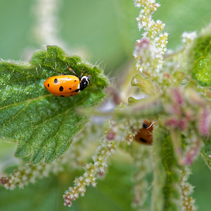 Hippodamia variegata (Coccinellidae)  - Coccinelle des friches - Adonis' Ladybird Jura [France] 03/07/2017 - 1130m