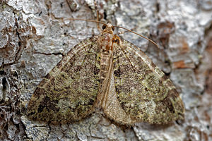 Hydriomena furcata (Geometridae)  - Larentie lavée - July Highflyer Jura [France] 09/07/2017 - 1030m