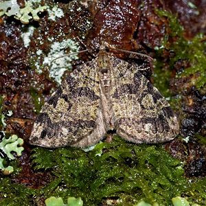 Hydriomena furcata (Geometridae)  - Larentie lavée - July Highflyer Vosges [France] 13/07/2017 - 970m