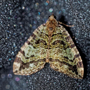 Hydriomena furcata (Geometridae)  - Larentie lavée - July Highflyer Vosges [France] 13/07/2017 - 970m