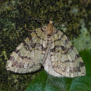 Hydriomena furcata (Geometridae)  - Larentie lavée - July Highflyer Haute-Marne [France] 15/07/2017 - 400m