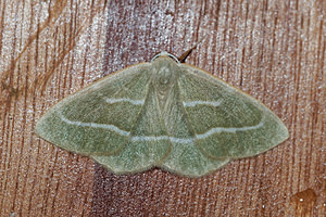 Hylaea fasciaria (Geometridae)  - Métrocampe verte, Bilieuse - Barred Red Vosges [France] 13/07/2017 - 970mforme prasinaria