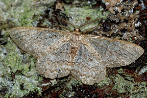 Hypomecis punctinalis (Geometridae)  - Boarmie pointillée - Pale Oak Beauty Vosges [France] 13/07/2017 - 970m