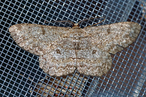 Hypomecis punctinalis (Geometridae)  - Boarmie pointillée - Pale Oak Beauty Cote-d'Or [France] 14/07/2017 - 420m