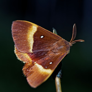 Lasiocampa quercus (Lasiocampidae)  - Bombyx du Chêne, Minime à bandes jaunes - Oak Eggar Ain [France] 03/07/2017 - 810m