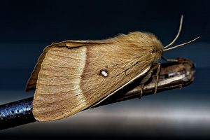 Lasiocampa quercus (Lasiocampidae)  - Bombyx du Chêne, Minime à bandes jaunes - Oak Eggar Cote-d'Or [France] 14/07/2017 - 420m