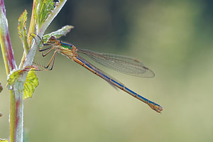 Lestes virens vestalis (Lestidae)  - Leste verdoyant septentrional Jura [France] 03/07/2017 - 1130m