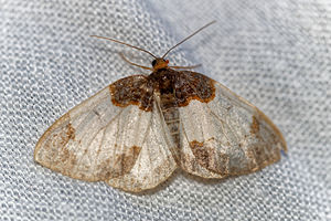 Ligdia adustata (Geometridae)  - Phalène du Fusain - Scorched Carpet Ain [France] 04/07/2017 - 680m