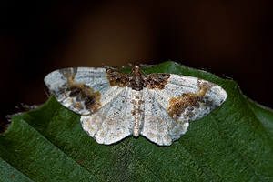 Ligdia adustata (Geometridae)  - Phalène du Fusain - Scorched Carpet Haute-Marne [France] 15/07/2017 - 400m