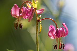 Lilium martagon (Liliaceae)  - Lis martagon, Lis de Catherine - Martagon Lily Jura [France] 04/07/2017 - 1390m