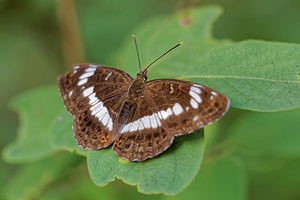 Limenitis camilla (Nymphalidae)  - Petit Sylvain, Petit Sylvain azuré, Deuil, Sibille - White Admiral  [France] 15/07/2017 - 380m