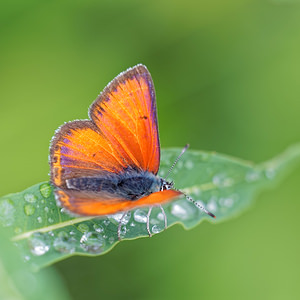 Lycaena hippothoe (Lycaenidae)  - Cuivré écarlate - Purple-edged Copper Jura [France] 02/07/2017 - 1200m