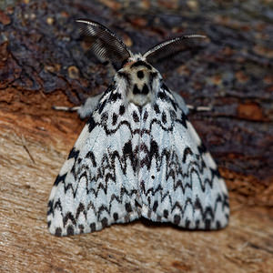 Lymantria monacha (Erebidae)  - Nonne - Black Arches Ain [France] 04/07/2017 - 680m