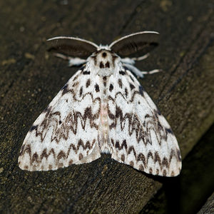 Lymantria monacha (Erebidae)  - Nonne - Black Arches Cote-d'Or [France] 14/07/2017 - 420m