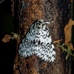 Lymantria monacha (Erebidae)  - Nonne - Black Arches Haute-Marne [France] 15/07/2017 - 400m