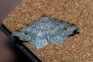 Macaria alternata (Geometridae)  - Philobie alternée Haute-Marne [France] 15/07/2017 - 400m