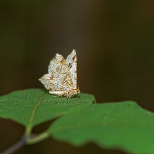 Macaria notata (Geometridae)  - Philobie tachetée - Peacock Moth Haute-Marne [France] 15/07/2017 - 400m