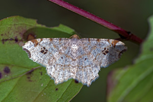 Macaria notata (Geometridae)  - Philobie tachetée - Peacock Moth Ardennes [France] 16/07/2017 - 160m