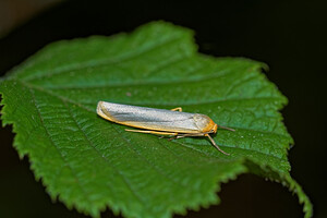 Manulea complana (Erebidae)  - Manteau à tête jaune, Lithosie aplatie - Scarce Footman Haute-Marne [France] 15/07/2017 - 400m