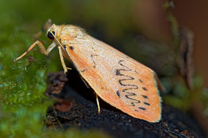 Miltochrista miniata (Erebidae)  - Rosette - Rosy Footman Haute-Marne [France] 15/07/2017 - 400m