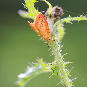 Miltochrista miniata (Erebidae)  - Rosette - Rosy Footman  [France] 15/07/2017 - 380m