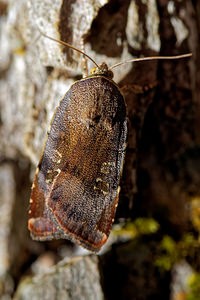 Noctua janthe (Noctuidae)  - Collier soufré - Lesser Broad Bordered Yellow Underwing Ain [France] 04/07/2017 - 800m