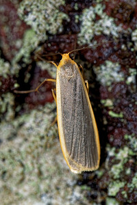 Nyea lurideola (Erebidae)  - Lithosie complanule, Lithosie plombée - Common Footman Vosges [France] 13/07/2017 - 970m